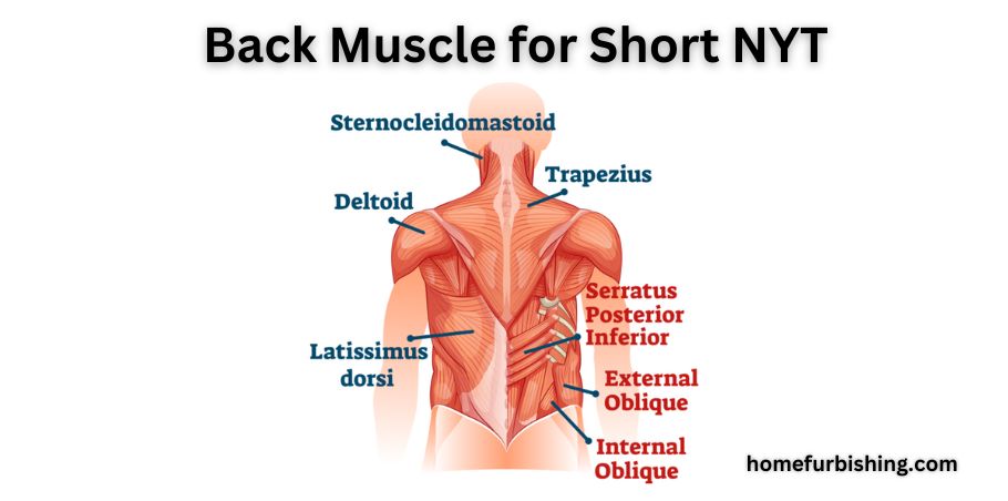 Back Muscle for Short NYT