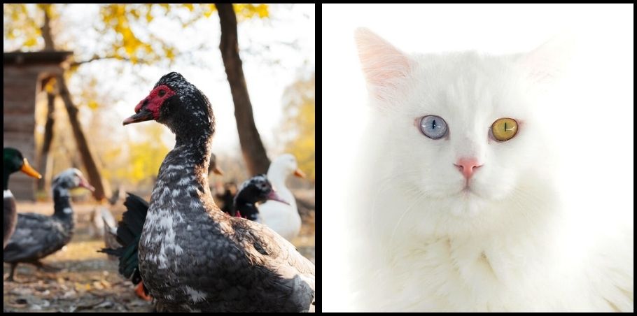 Male cats or turkeys